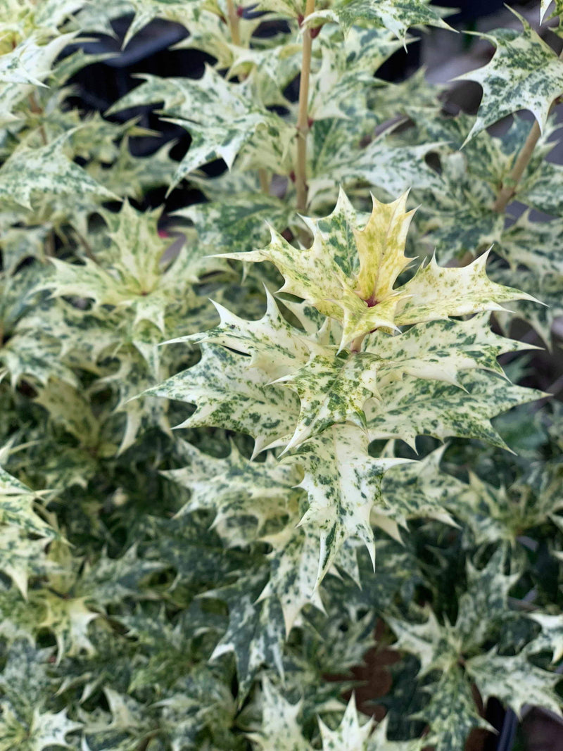 - Osmanthus heterophyllus 'Goshiki' Variegated Fragrant Tea Olive - Mr Maple │ Buy Japanese Maple Trees