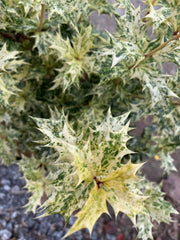 - Osmanthus heterophyllus 'Goshiki' Variegated Fragrant Tea Olive - Mr Maple │ Buy Japanese Maple Trees