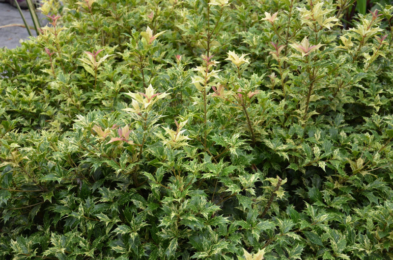 - Osmanthus heterophyllus 'Goshiki' Variegated Fragrant Tea Olive - Mr Maple │ Buy Japanese Maple Trees