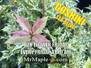 - Osmanthus heterophyllus 'Goshiki' Variegated Fragrant Tea Olive - Mr Maple │ Buy Japanese Maple Trees