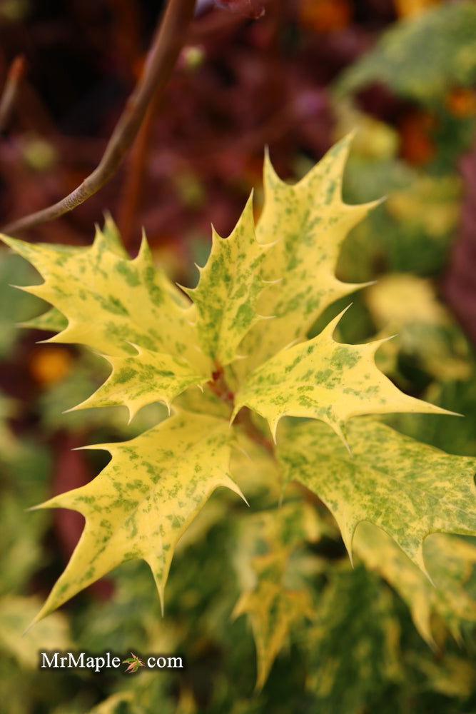 - Osmanthus heterophyllus 'Goshiki' Variegated Fragrant Tea Olive - Mr Maple │ Buy Japanese Maple Trees