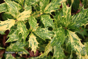 - Osmanthus heterophyllus 'Goshiki' Variegated Fragrant Tea Olive - Mr Maple │ Buy Japanese Maple Trees