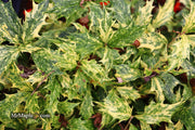 - Osmanthus heterophyllus 'Goshiki' Variegated Fragrant Tea Olive - Mr Maple │ Buy Japanese Maple Trees