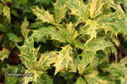 - Osmanthus heterophyllus 'Goshiki' Variegated Fragrant Tea Olive - Mr Maple │ Buy Japanese Maple Trees