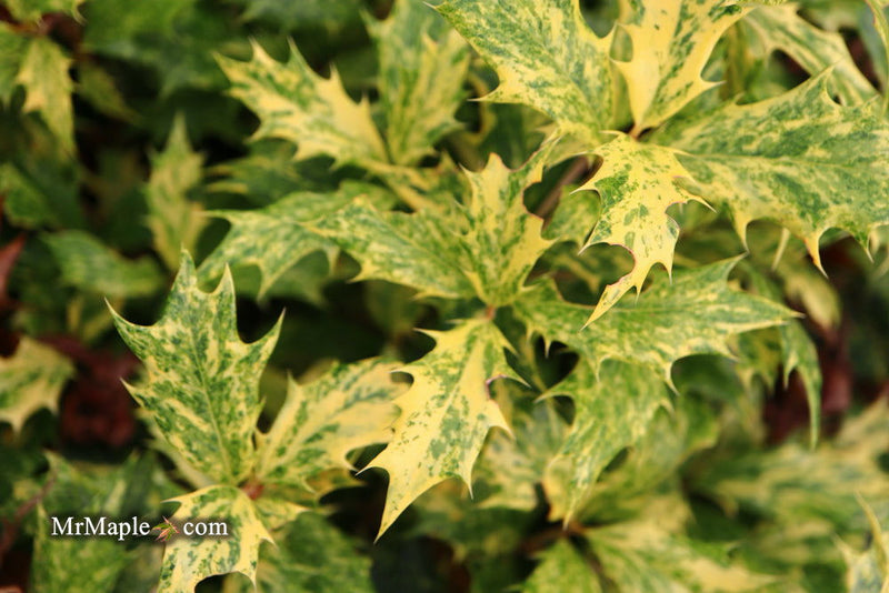 - Osmanthus heterophyllus 'Goshiki' Variegated Fragrant Tea Olive - Mr Maple │ Buy Japanese Maple Trees