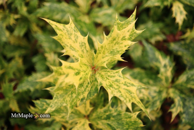 - Osmanthus heterophyllus 'Goshiki' Variegated Fragrant Tea Olive - Mr Maple │ Buy Japanese Maple Trees