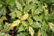 - Osmanthus heterophyllus 'Goshiki' Variegated Fragrant Tea Olive - Mr Maple │ Buy Japanese Maple Trees
