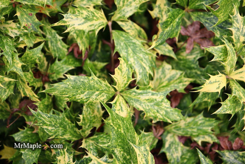 - Osmanthus heterophyllus 'Goshiki' Variegated Fragrant Tea Olive - Mr Maple │ Buy Japanese Maple Trees