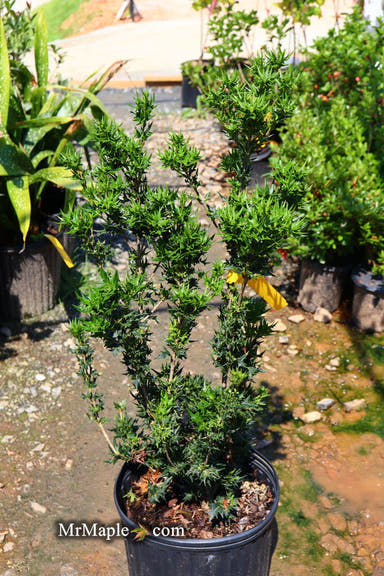 - Osmanthus heterophyllus 'Hariyama' Spiky Compact Fragrant Tea Olive - Mr Maple │ Buy Japanese Maple Trees