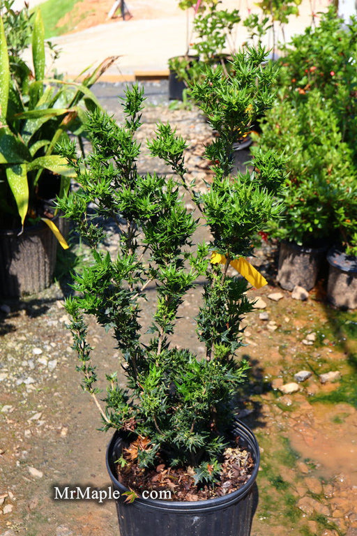 - Osmanthus heterophyllus 'Hariyama' Spiky Compact Fragrant Tea Olive - Mr Maple │ Buy Japanese Maple Trees