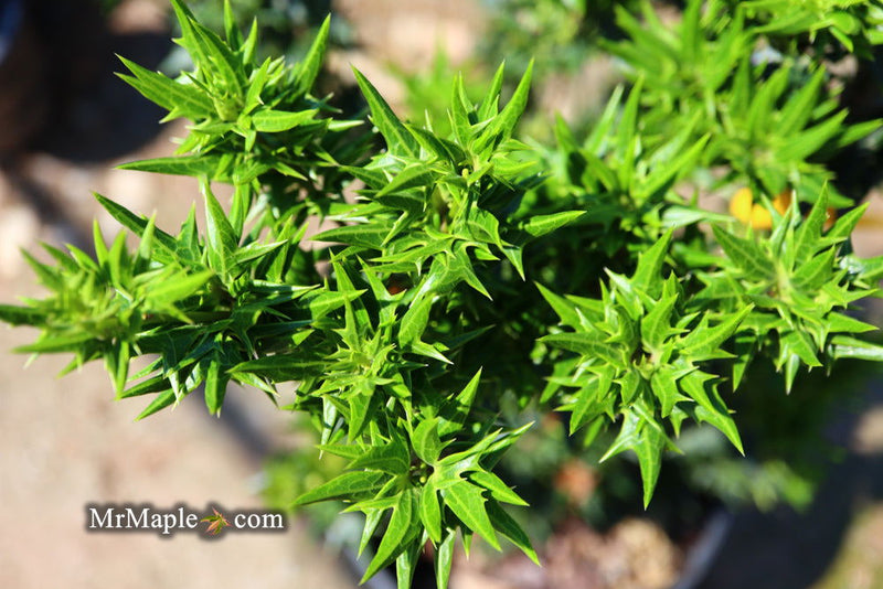 - Osmanthus heterophyllus 'Hariyama' Spiky Compact Fragrant Tea Olive - Mr Maple │ Buy Japanese Maple Trees