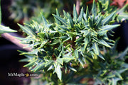 - Osmanthus heterophyllus 'Hariyama' Spiky Compact Fragrant Tea Olive - Mr Maple │ Buy Japanese Maple Trees