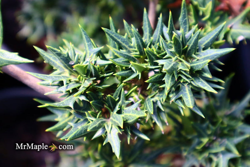 - Osmanthus heterophyllus 'Hariyama' Spiky Compact Fragrant Tea Olive - Mr Maple │ Buy Japanese Maple Trees