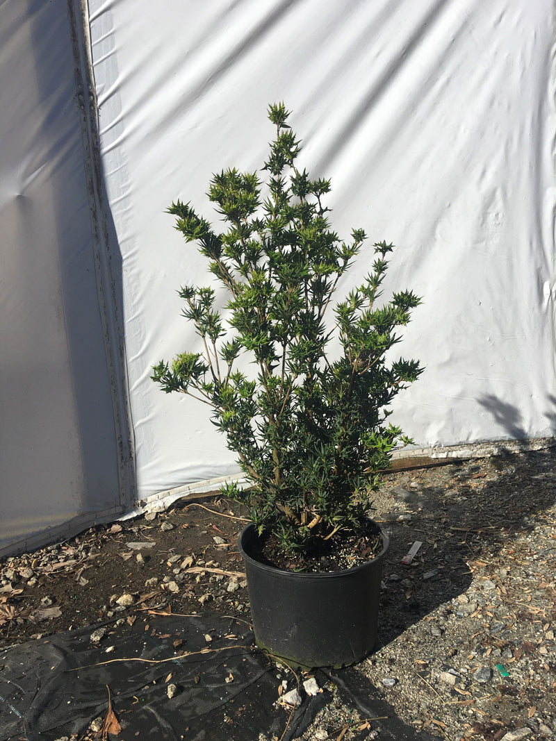 - Osmanthus heterophyllus 'Hariyama' Spiky Compact Fragrant Tea Olive - Mr Maple │ Buy Japanese Maple Trees