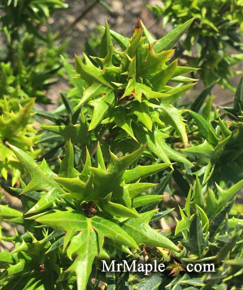 - Osmanthus heterophyllus 'Hariyama' Spiky Compact Fragrant Tea Olive - Mr Maple │ Buy Japanese Maple Trees