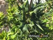 - Osmanthus heterophyllus 'Hariyama' Spiky Compact Fragrant Tea Olive - Mr Maple │ Buy Japanese Maple Trees
