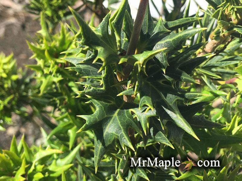- Osmanthus heterophyllus 'Hariyama' Spiky Compact Fragrant Tea Olive - Mr Maple │ Buy Japanese Maple Trees