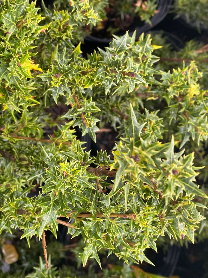 - Osmanthus heterophyllus 'Hariyama' Spiky Compact Fragrant Tea Olive - Mr Maple │ Buy Japanese Maple Trees