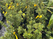 - Osmanthus heterophyllus 'Hariyama' Spiky Compact Fragrant Tea Olive - Mr Maple │ Buy Japanese Maple Trees