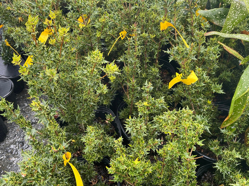 - Osmanthus heterophyllus 'Hariyama' Spiky Compact Fragrant Tea Olive - Mr Maple │ Buy Japanese Maple Trees