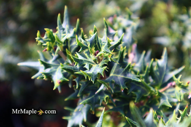 - Osmanthus heterophyllus 'Hariyama' Spiky Compact Fragrant Tea Olive - Mr Maple │ Buy Japanese Maple Trees