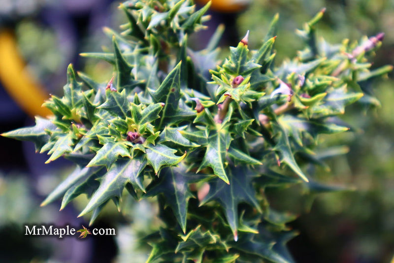 - Osmanthus heterophyllus 'Hariyama' Spiky Compact Fragrant Tea Olive - Mr Maple │ Buy Japanese Maple Trees
