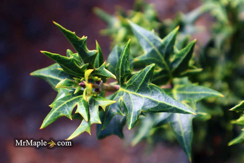 - Osmanthus heterophyllus 'Hariyama' Spiky Compact Fragrant Tea Olive - Mr Maple │ Buy Japanese Maple Trees
