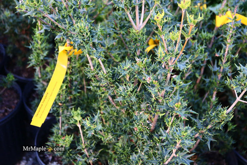 - Osmanthus heterophyllus 'Hariyama' Spiky Compact Fragrant Tea Olive - Mr Maple │ Buy Japanese Maple Trees
