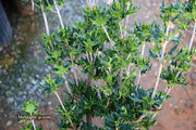 - Osmanthus heterophyllus 'Hariyama' Spiky Compact Fragrant Tea Olive - Mr Maple │ Buy Japanese Maple Trees