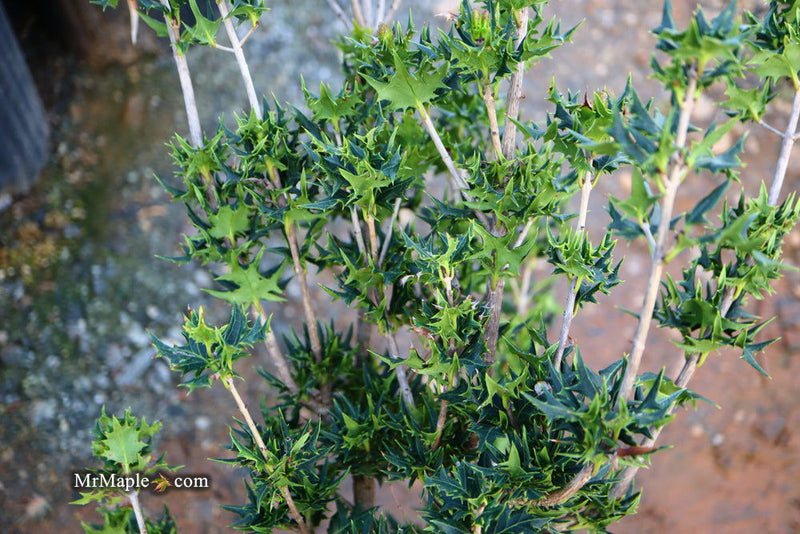 - Osmanthus heterophyllus 'Hariyama' Spiky Compact Fragrant Tea Olive - Mr Maple │ Buy Japanese Maple Trees