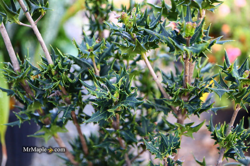 - Osmanthus heterophyllus 'Hariyama' Spiky Compact Fragrant Tea Olive - Mr Maple │ Buy Japanese Maple Trees