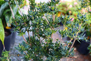- Osmanthus heterophyllus 'Hariyama' Spiky Compact Fragrant Tea Olive - Mr Maple │ Buy Japanese Maple Trees