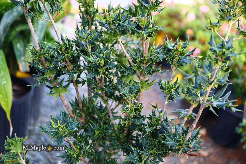 - Osmanthus heterophyllus 'Hariyama' Spiky Compact Fragrant Tea Olive - Mr Maple │ Buy Japanese Maple Trees