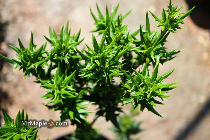 - Osmanthus heterophyllus 'Hariyama' Spiky Compact Fragrant Tea Olive - Mr Maple │ Buy Japanese Maple Trees
