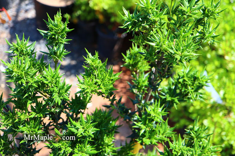 - Osmanthus heterophyllus 'Hariyama' Spiky Compact Fragrant Tea Olive - Mr Maple │ Buy Japanese Maple Trees