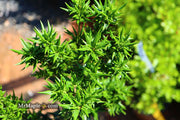 - Osmanthus heterophyllus 'Hariyama' Spiky Compact Fragrant Tea Olive - Mr Maple │ Buy Japanese Maple Trees