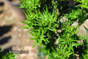 - Osmanthus heterophyllus 'Hariyama' Spiky Compact Fragrant Tea Olive - Mr Maple │ Buy Japanese Maple Trees