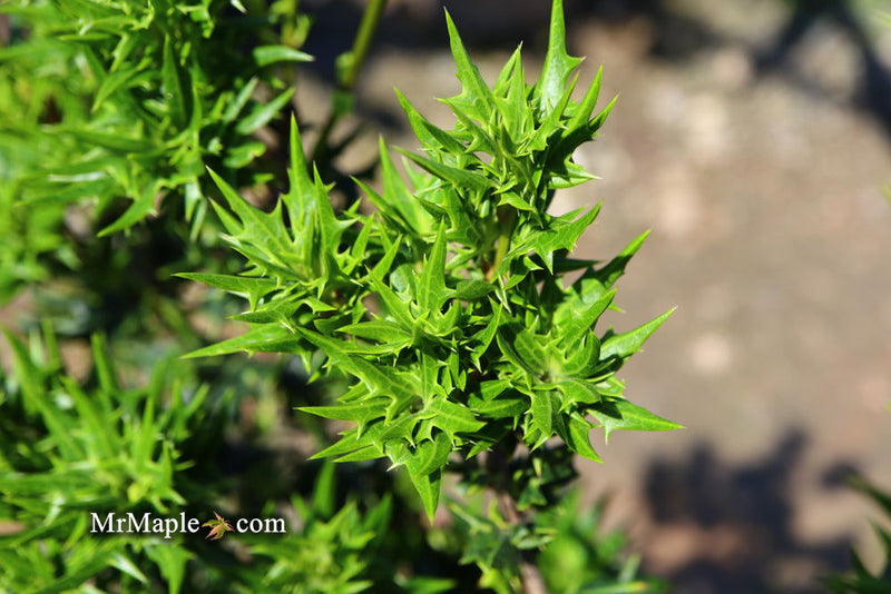 - Osmanthus heterophyllus 'Hariyama' Spiky Compact Fragrant Tea Olive - Mr Maple │ Buy Japanese Maple Trees