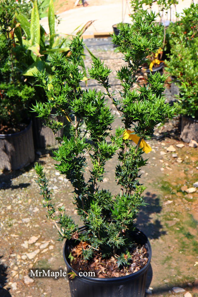 - Osmanthus heterophyllus 'Hariyama' Spiky Compact Fragrant Tea Olive - Mr Maple │ Buy Japanese Maple Trees