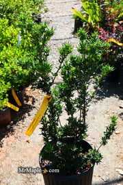 - Osmanthus heterophyllus 'Hariyama' Spiky Compact Fragrant Tea Olive - Mr Maple │ Buy Japanese Maple Trees