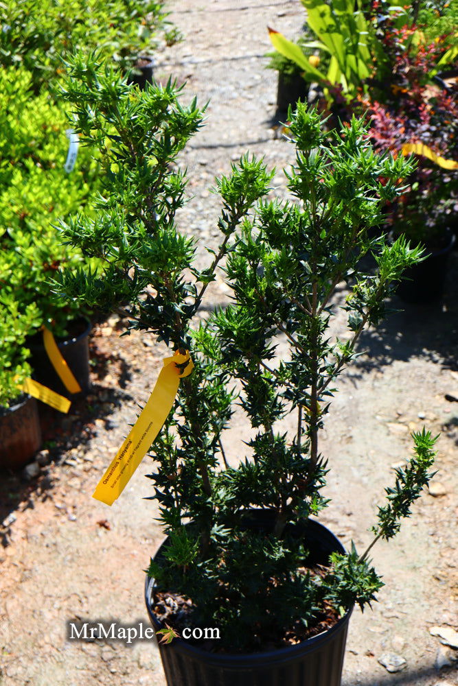 - Osmanthus heterophyllus 'Hariyama' Spiky Compact Fragrant Tea Olive - Mr Maple │ Buy Japanese Maple Trees