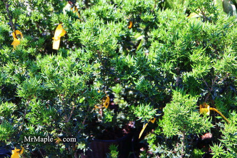 - Osmanthus heterophyllus 'Hariyama' Spiky Compact Fragrant Tea Olive - Mr Maple │ Buy Japanese Maple Trees