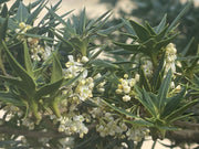 - Osmanthus heterophyllus 'Hariyama' Spiky Compact Fragrant Tea Olive - Mr Maple │ Buy Japanese Maple Trees