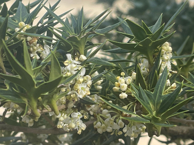 - Osmanthus heterophyllus 'Hariyama' Spiky Compact Fragrant Tea Olive - Mr Maple │ Buy Japanese Maple Trees