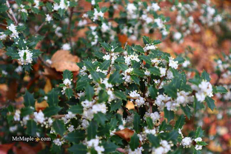- Osmanthus heterophyllus 'Hariyama' Spiky Compact Fragrant Tea Olive - Mr Maple │ Buy Japanese Maple Trees