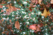 - Osmanthus heterophyllus 'Hariyama' Spiky Compact Fragrant Tea Olive - Mr Maple │ Buy Japanese Maple Trees