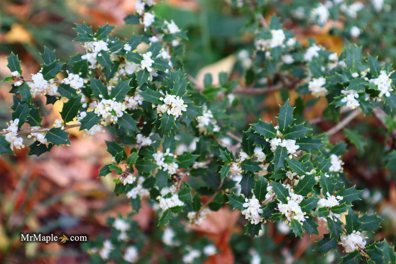 - Osmanthus heterophyllus 'Hariyama' Spiky Compact Fragrant Tea Olive - Mr Maple │ Buy Japanese Maple Trees