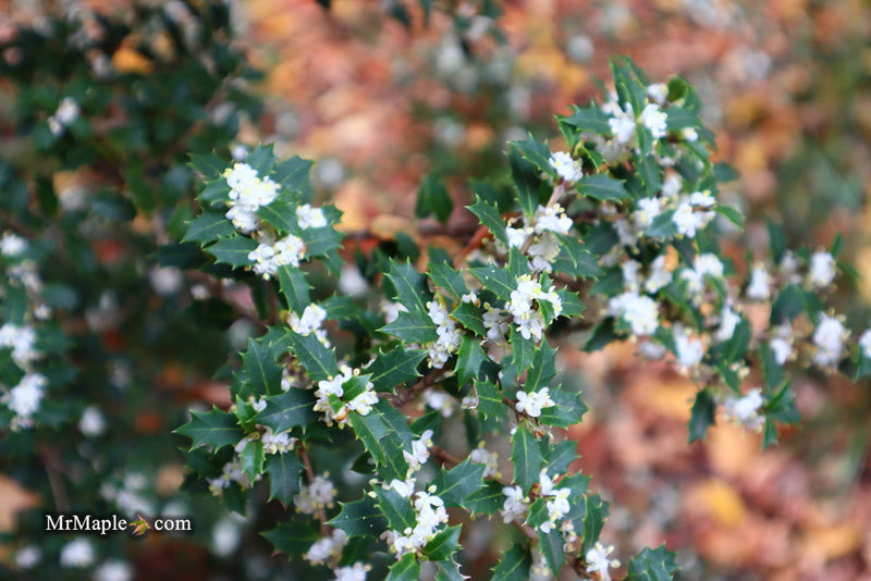 - Osmanthus heterophyllus 'Hariyama' Spiky Compact Fragrant Tea Olive - Mr Maple │ Buy Japanese Maple Trees
