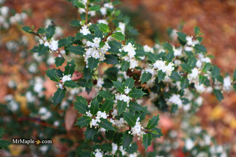 - Osmanthus heterophyllus 'Hariyama' Spiky Compact Fragrant Tea Olive - Mr Maple │ Buy Japanese Maple Trees