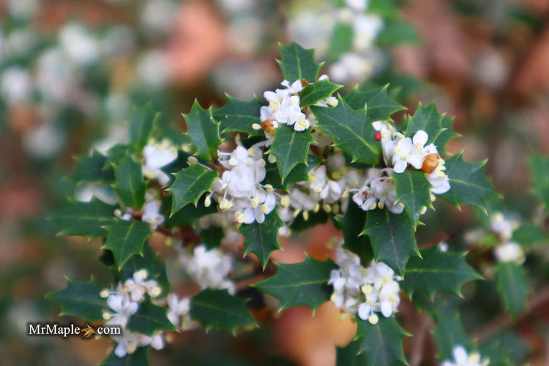 - Osmanthus heterophyllus 'Hariyama' Spiky Compact Fragrant Tea Olive - Mr Maple │ Buy Japanese Maple Trees